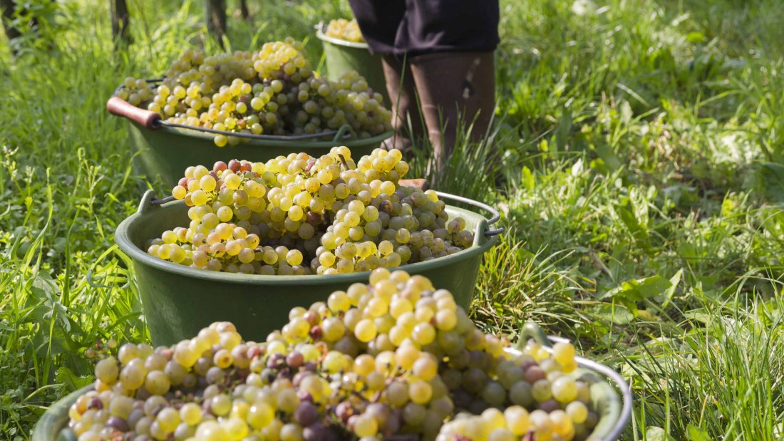 Friday 5, © Weingut Freitag Friday 5, © Weingut Freitag