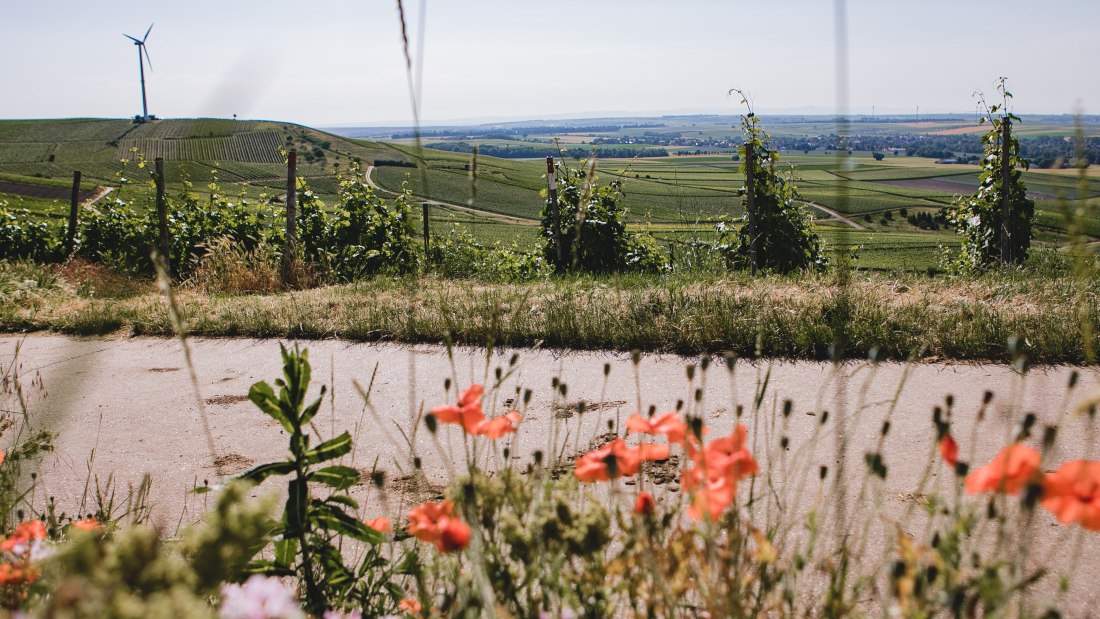 Weingut-Abthof-Juni-2021-DRUCK-14 Weingut-Abthof-Juni-2021-DRUCK-14