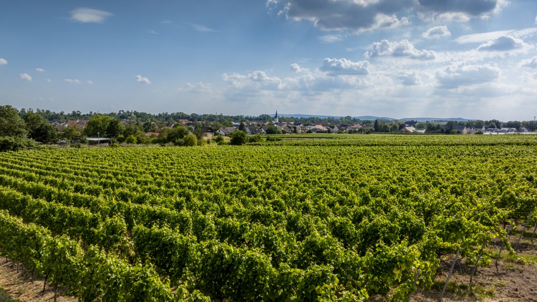 Heppenheimer Schneckenberg, © Torsten Silz Heppenheimer Schneckenberg, © Torsten Silz