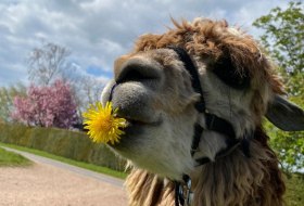 Alpaka mit Blume © Lucky Ranch Uta Luckas Alpaka mit Blume © Lucky Ranch Uta Luckas