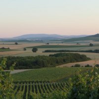 Blick in die rheinhessische Landschaft © Schäffer Weinolsheim Blick in die rheinhessische Landschaft © Schäffer Weinolsheim