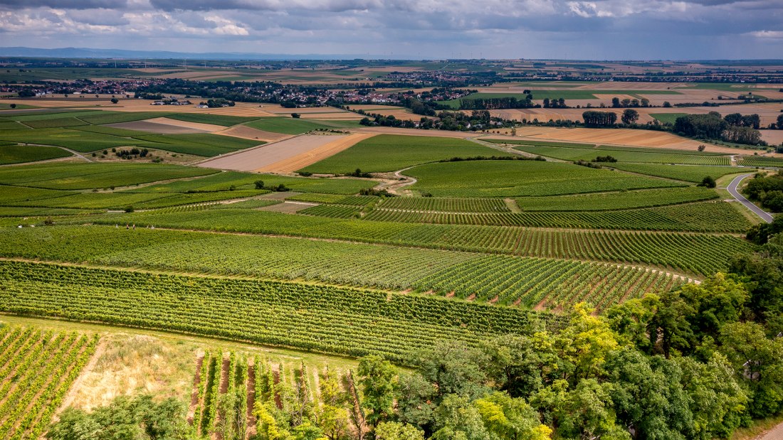 Zornheimer Guldenmorgen Zornheimer Guldenmorgen