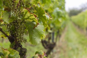 Weingut Freitag_Weinrebe, © Weingut Freitag Weingut Freitag_Weinrebe, © Weingut Freitag