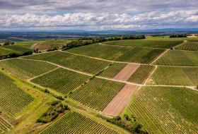 Zornheimer Guldenmorgen Zornheimer Guldenmorgen