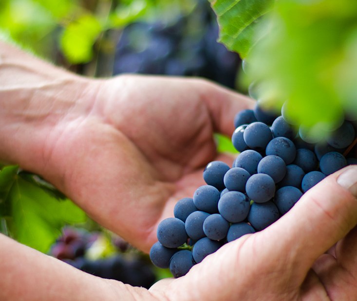Weingut Reck_Weintraube, © Weingut Reck Weingut Reck_Weintraube, © Weingut Reck