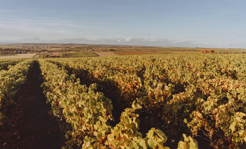 © Weingut Lorenz © Weingut Lorenz