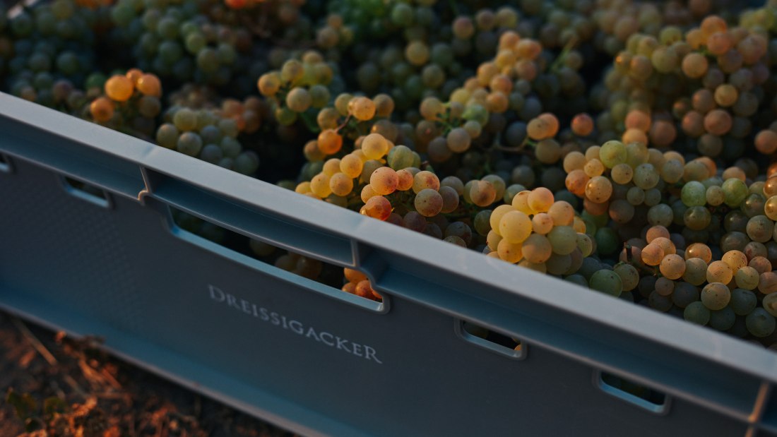 Weingut Dreissigacker_Trauben, © Weingut Dreissigacker Weingut Dreissigacker_Trauben, © Weingut Dreissigacker
