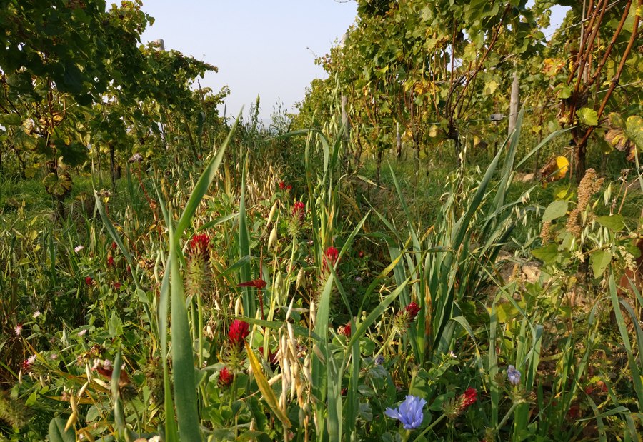 Weingut Seyberth_begrünter Wingert, © Weingut Seyberth Weingut Seyberth_begrünter Wingert, © Weingut Seyberth