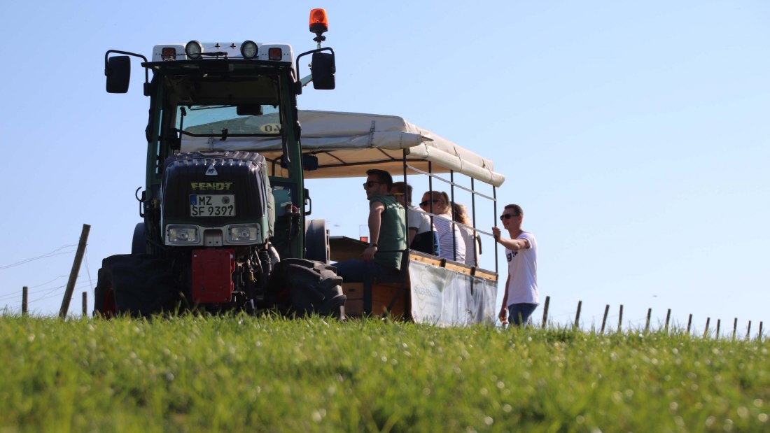 Weingut Singer-Fischer_Planwagenfahrt, © Max Singer-Fischer Weingut Singer-Fischer_Planwagenfahrt, © Max Singer-Fischer