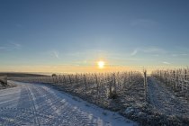 Bio Weingut Hellmich_Schnee, © Bio Weingut Hellmich Bio Weingut Hellmich_Schnee, © Bio Weingut Hellmich
