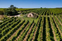 Dienheimer Tafelstein Dienheimer Tafelstein