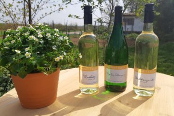 weingut_klein_mainz_hechtsheim_03_1, © Weingut Klein weingut_klein_mainz_hechtsheim_03_1, © Weingut Klein