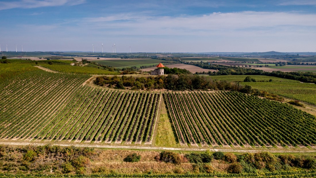 Albiger Hundskopf Albiger Hundskopf