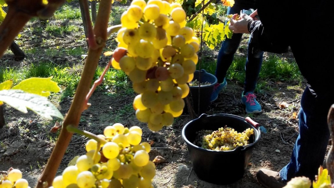 043, © Weingut Tobias Hahn 043, © Weingut Tobias Hahn