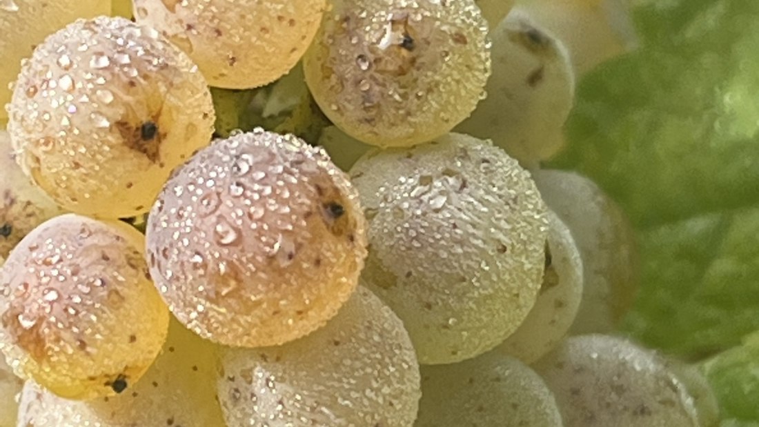 Bio Weingut Hellmich_Trauben 4, © Bio Weingut Hellmich Bio Weingut Hellmich_Trauben 4, © Bio Weingut Hellmich