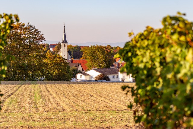 Weingut Eckert_Feld, © Weingut Eckert Weingut Eckert_Feld, © Weingut Eckert