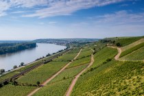 Niersteiner Pettenthal Niersteiner Pettenthal