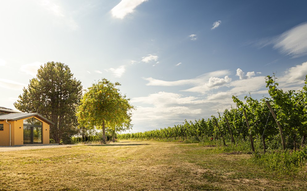 Weingut Schottenhof_Außen, © Weingut Schottenhof Weingut Schottenhof_Außen, © Weingut Schottenhof