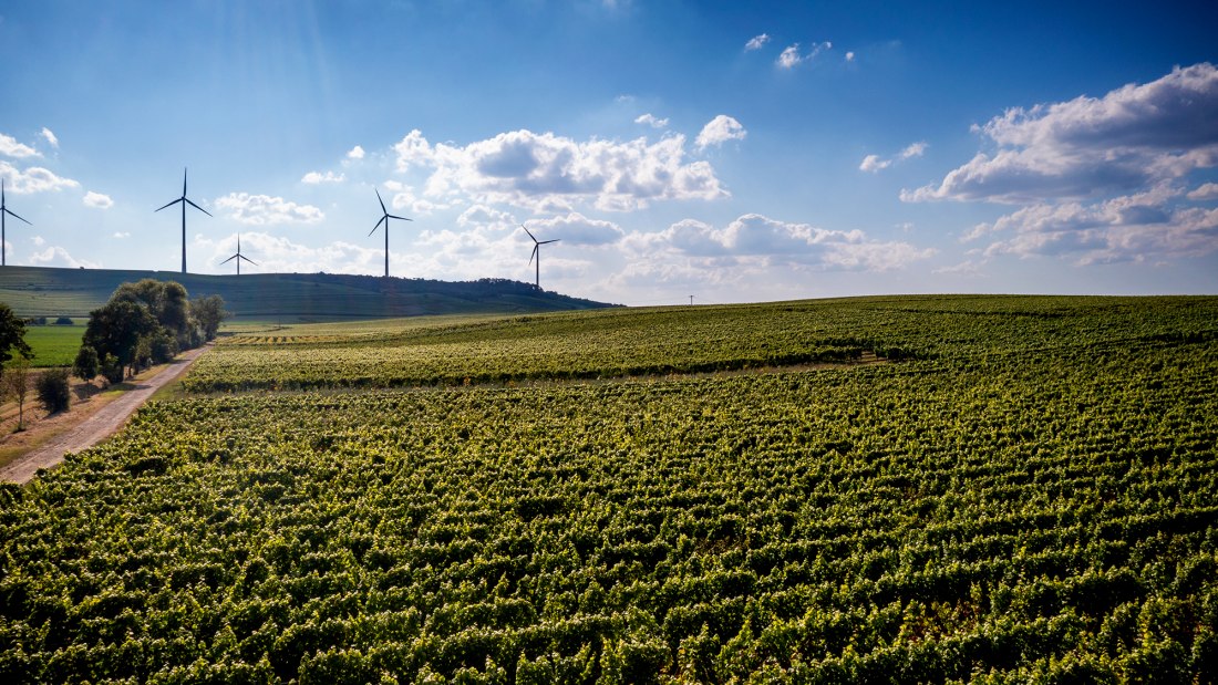 Dittelsheimer Leckerberg Dittelsheimer Leckerberg