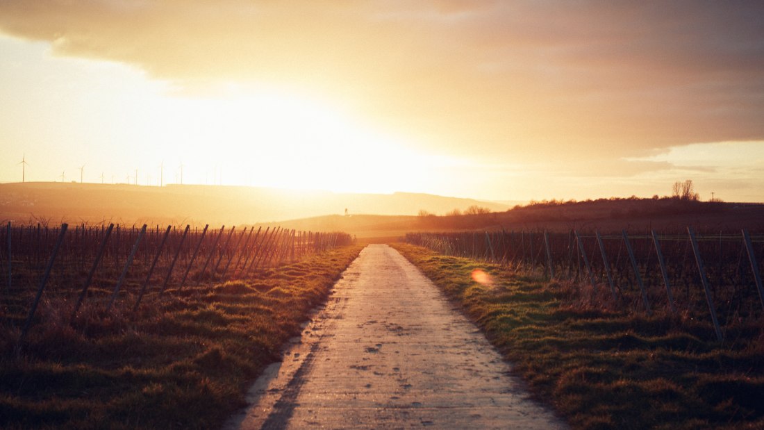 Weingut Becker_Reben, © Peter Bender Weingut Becker_Reben, © Peter Bender