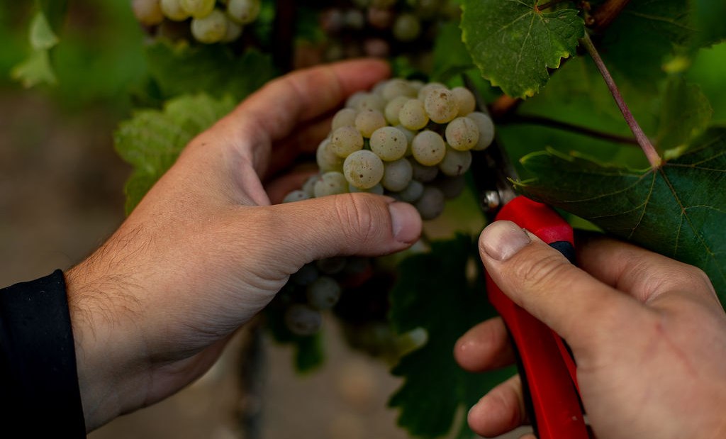 Weingut Binzel_Trauben, © Weingut Binzel Weingut Binzel_Trauben, © Weingut Binzel