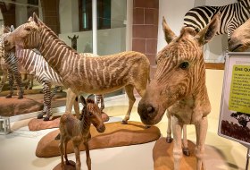 museumstipps-mainz-naturhistorischesmuseum-3 museumstipps-mainz-naturhistorischesmuseum-3