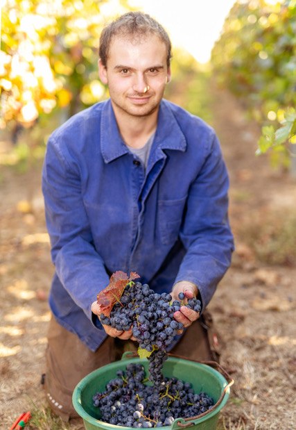 Weingut Eckert_Trauben, © Weingut Eckert Weingut Eckert_Trauben, © Weingut Eckert