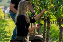 Weingut Deiß_Weinlese, © Weingut Deiß Weingut Deiß_Weinlese, © Weingut Deiß