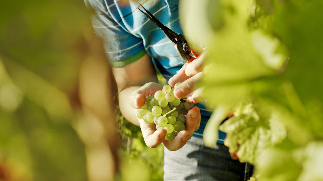 weingut-gaenz-selektion-traube, © Weingut Gänz weingut-gaenz-selektion-traube, © Weingut Gänz