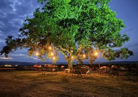Weinfest am Nussbaum Weinfest am Nussbaum