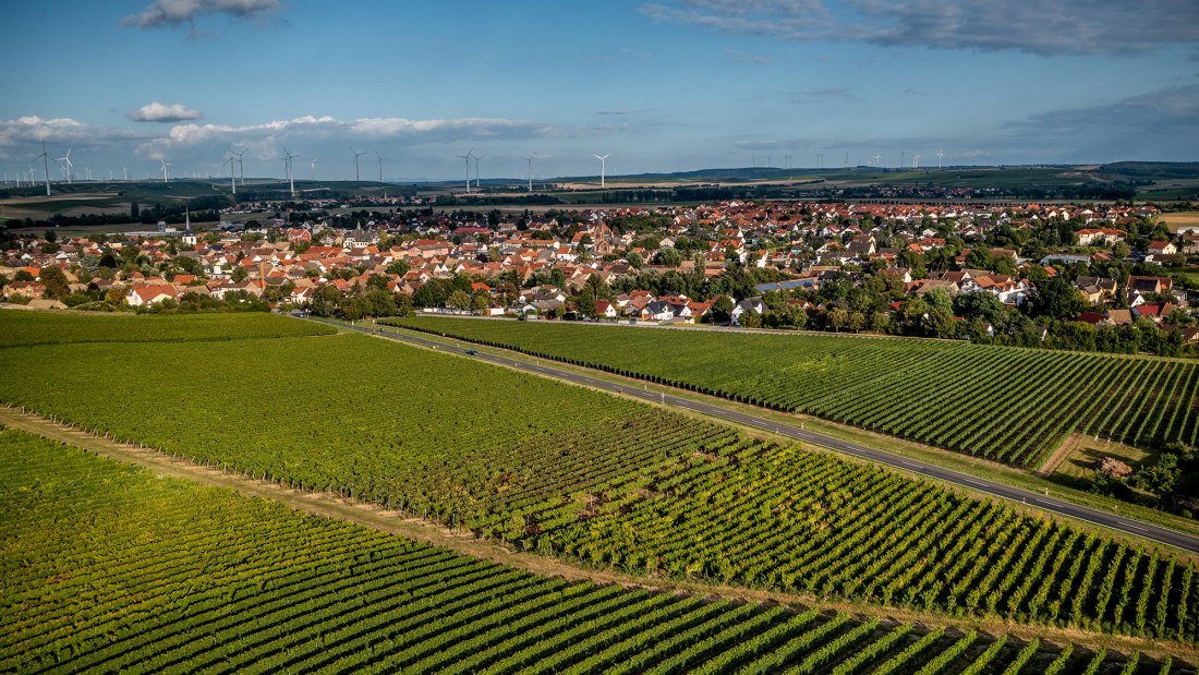 Wöllsteiner Äffchen Wöllsteiner Äffchen