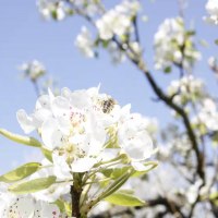 Kirschblüte Kirschblüte