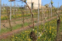 Familienweingut Dechent_Turm_Fruehling Familienweingut Dechent_Turm_Fruehling