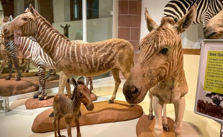 museumstipps-mainz-naturhistorischesmuseum-3 museumstipps-mainz-naturhistorischesmuseum-3