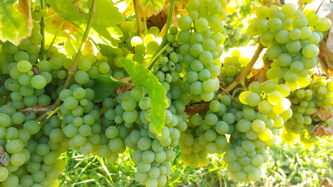 Weingut Otto Becker-Trauben, © Weingut Otto Becker Weingut Otto Becker-Trauben, © Weingut Otto Becker