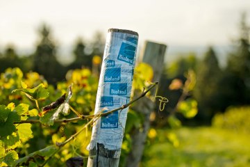 wijnmakerij-gaenz-bioland-stapel, © Weingut Gänz wijnmakerij-gaenz-bioland-stapel, © Weingut Gänz