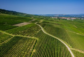 Gau-Algesheimer Johannisberg Gau-Algesheimer Johannisberg