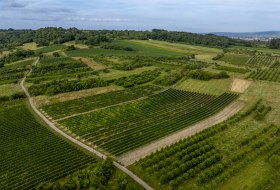 Heidesheimer Geißberg © Torsten Silz Heidesheimer Geißberg © Torsten Silz