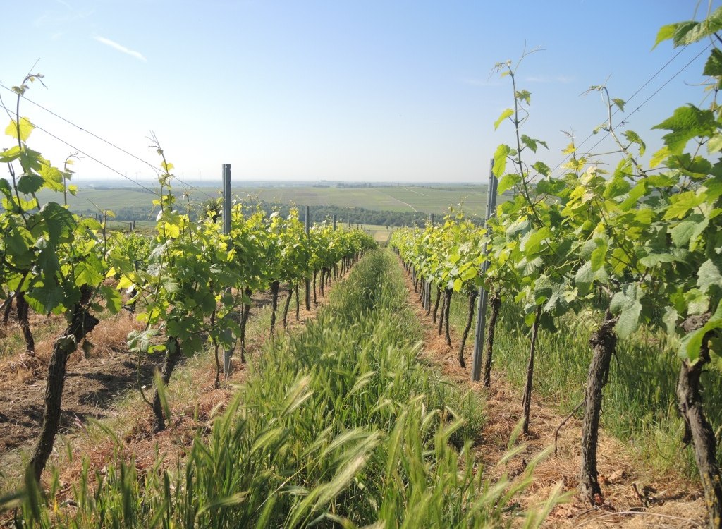 Mankel-3, © Weingut Mankel Mankel-3, © Weingut Mankel