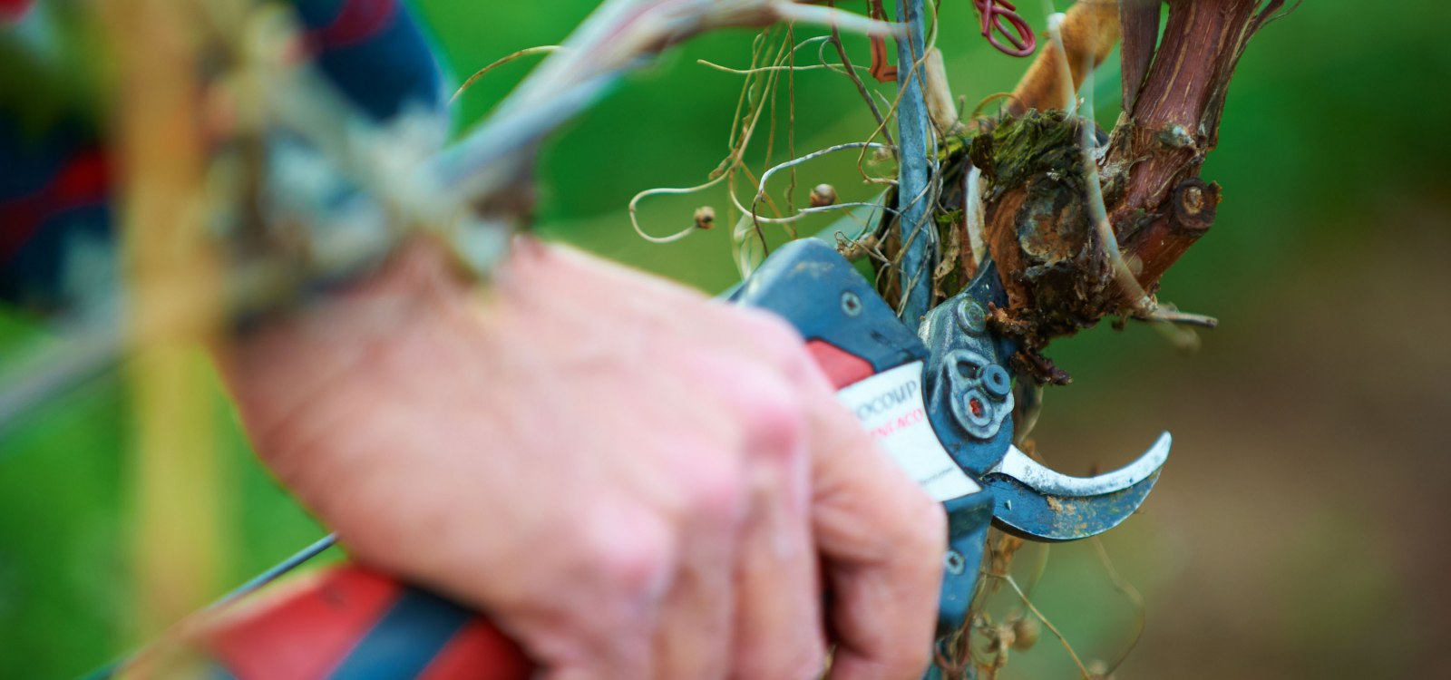 Rebschnitt Schere Rebschnitt Schere