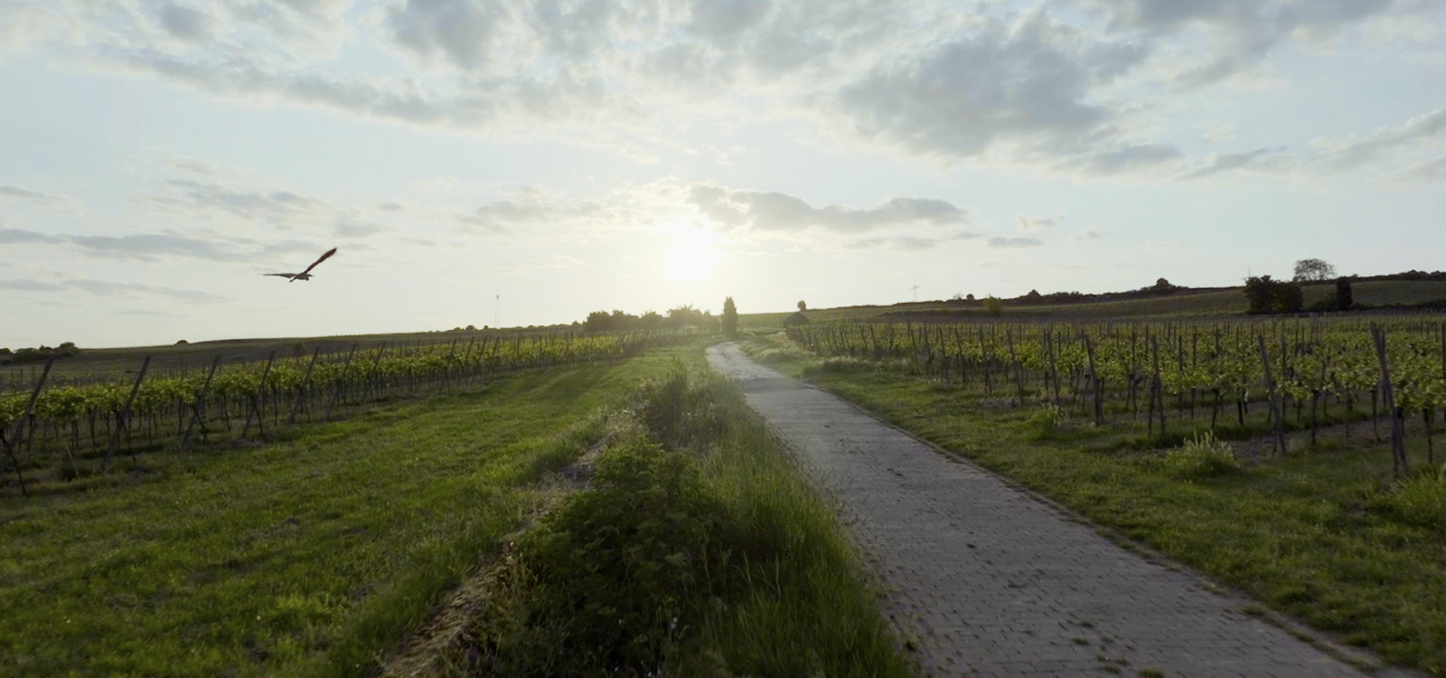 Weinberge bei Sonnenuntergang, © impossible films Weinberge bei Sonnenuntergang, © impossible films