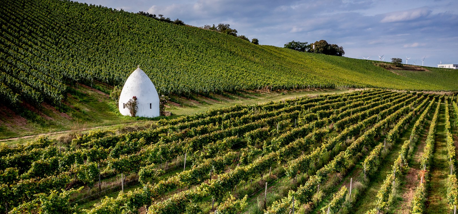Uffhofener La Roche vineyard, © Torsten Silz Uffhofener La Roche vineyard, © Torsten Silz