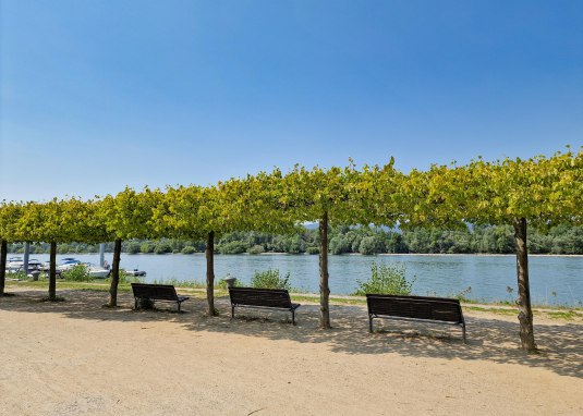 Rheinufer Heidenfahrt - Blick auf Inselrhein 1 © Rheinhessen-Touristik GmbH Rheinufer Heidenfahrt - Blick auf Inselrhein 1 © Rheinhessen-Touristik GmbH