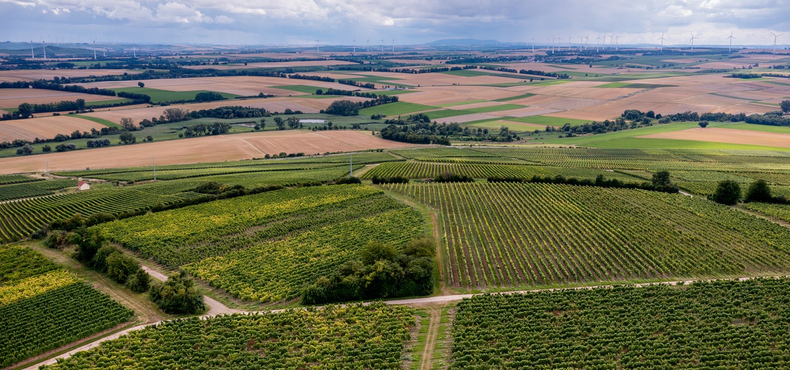 Zornheimer Vogelsang Zornheimer Vogelsang