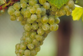 Chardonnay © DWI Chardonnay © DWI