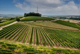 Frei-Laubersheimer Fels Frei-Laubersheimer Fels