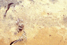 Sand Rigosol Sand Rigosol