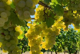 Weingut Schuhmacher_Trauben © Weingut Schuhmacher Weingut Schuhmacher_Trauben © Weingut Schuhmacher