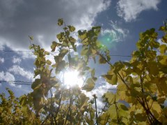 Grapevines in early summer Grapevines in early summer