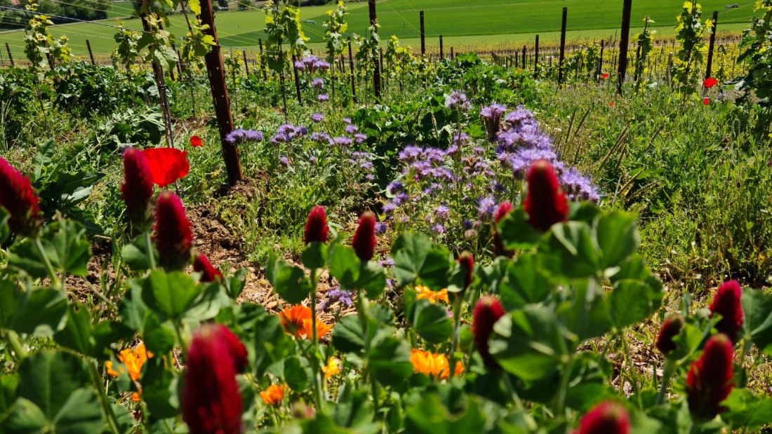 Weingut Achenbach_Grün, © Weingut Achenbach Weingut Achenbach_Grün, © Weingut Achenbach